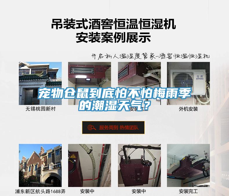寵物倉(cāng)鼠到底怕不怕梅雨季的潮濕天氣？
