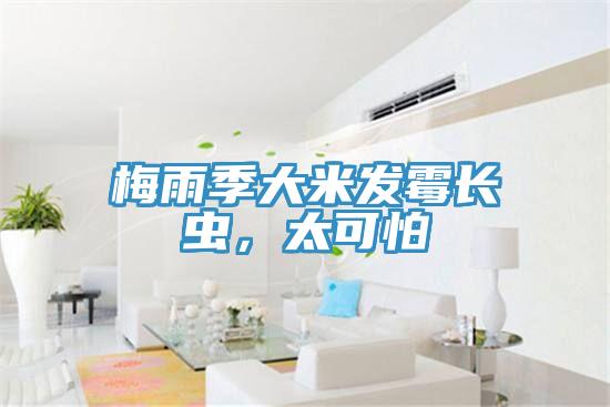 梅雨季大米發(fā)霉長蟲，太可怕