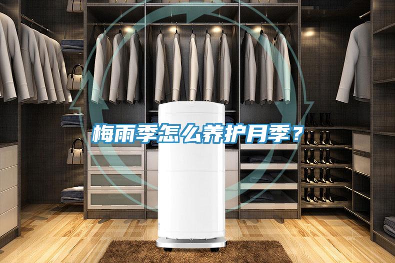 梅雨季怎么養(yǎng)護月季？