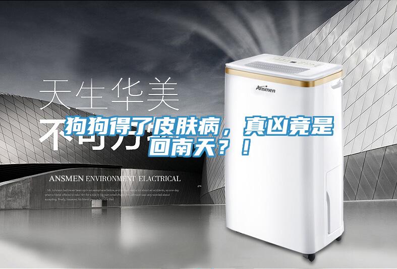 狗狗得了皮膚病，真兇竟是回南天？！