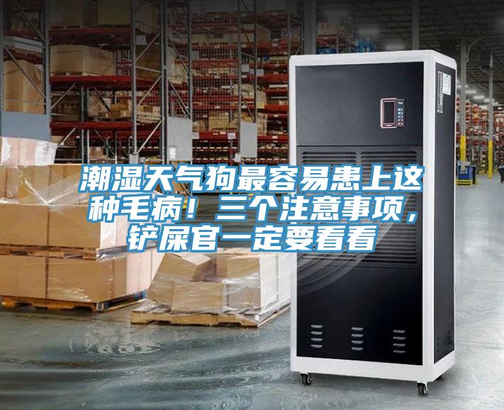潮濕天氣狗最容易患上這種毛?。∪齻€注意事項(xiàng)，鏟屎官一定要看看