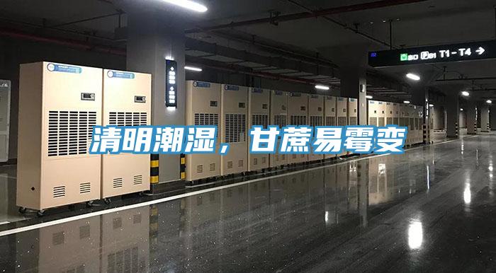 清明潮濕，甘蔗易霉變