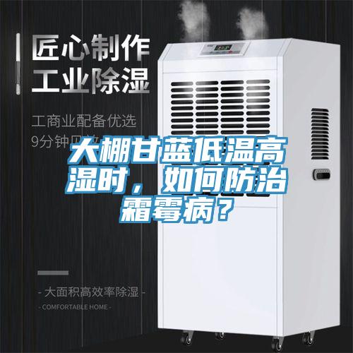 大棚甘藍(lán)低溫高濕時(shí)，如何防治霜霉??？