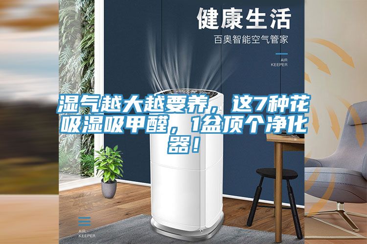 濕氣越大越要養(yǎng)，這7種花吸濕吸甲醛，1盆頂個(gè)凈化器！