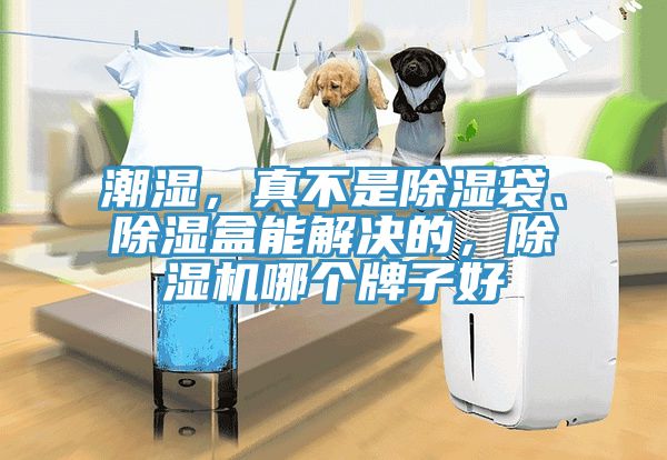 潮濕，真不是除濕袋、除濕盒能解決的，除濕機(jī)哪個(gè)牌子好