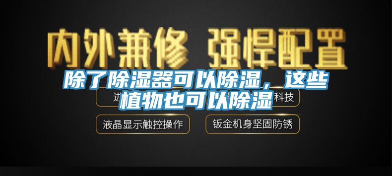 除了除濕器可以除濕，這些植物也可以除濕
