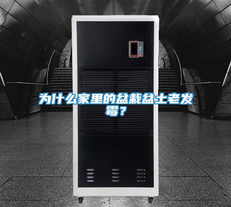 為什么家里的盆栽盆土老發(fā)霉？