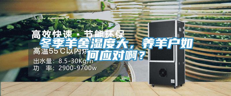 冬季羊舍濕度大，養(yǎng)羊戶如何應(yīng)對啊？