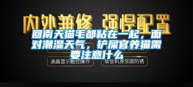 回南天貓毛都粘在一起，面對(duì)潮濕天氣，鏟屎官養(yǎng)貓需要注意什么